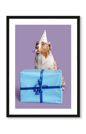 Cute Australian Shepherd dog in party hat with blower and gift on lilac background