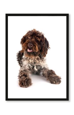 Wirehaired Pointing Griffon