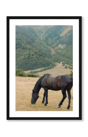 A black horse grazes on a sunlit field as rolling hills and distant mountains compose a tranquil rural landscape, evoking freedom, natural beauty, and peaceful countryside.