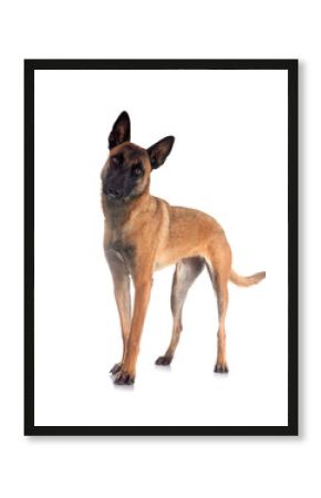 malinois in studio