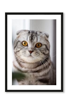 portrait of a gray British cat on a windowsill, postcard with a cat for a holiday