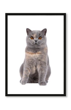 Excellent young blue tortie British Shorthair cat, sitting up facing front. Looking towards camera with deep orange eyes. Isolated cutout on a transparent background.