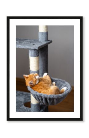 Ginger domestic playful cat lying on cat tower. Pet house bed, tree with scratching posts.