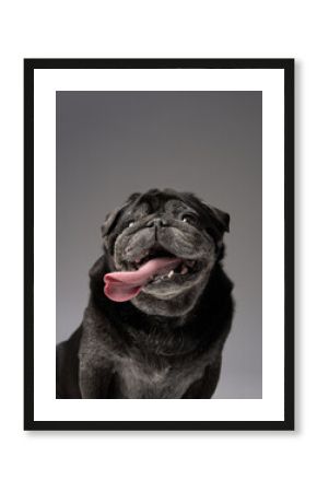 A Pug with its tongue out looks happy and playful, set against a neutral background.