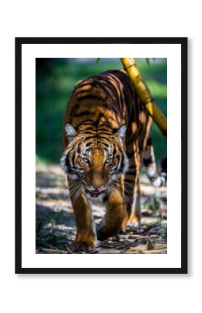A Malayan tiger has penetrating eyes.
