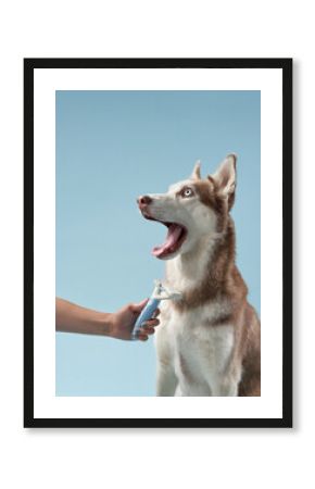 A Siberian Husky interacts with a human hand offering a treat on a vivid blue backdrop. The dynamic setup emphasizes the dog's playful nature and keen focus.