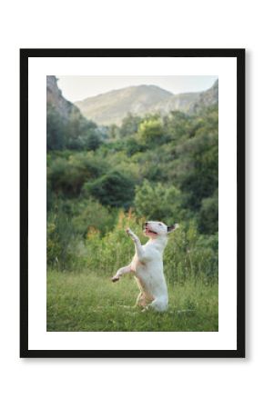 A white bull terrier stands upright on its hind legs in a grassy field. The dog's playful posture adds a sense of excitement and fun to the natural setting.