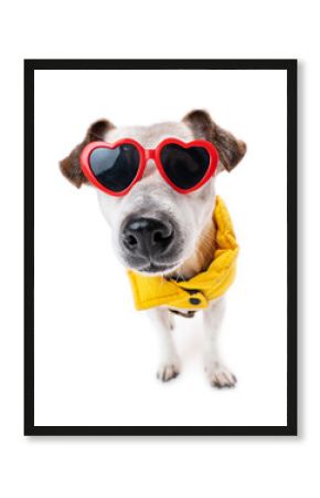Dag in yellow clothes and heart sun glasses. White background. Wide angle lens funny pet face