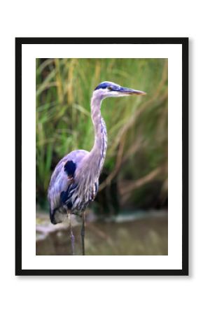 Great Blue Heron at Ridgevale Beach Marsh : Chatham, Cape Cod