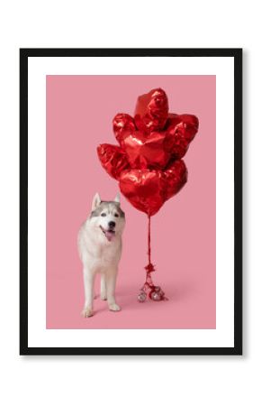 Adorable husky dog with heart shaped balloons on pink background. Valentine's Day celebration