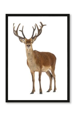Full body shot of a red deer stag, Cervus elaphus, with imposing antlers, isolated on transparent background, offering flexibility in design applications