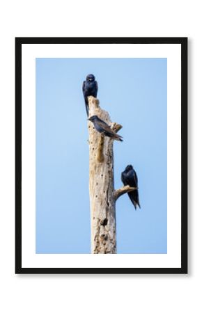 Purple Martin bird