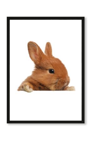 Cute fluffy bunny peeking out on white background