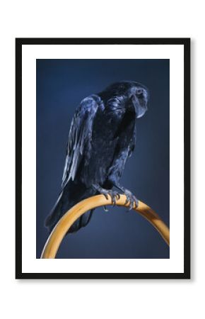 Large black raven on a dark background
