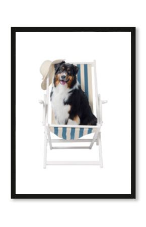 Take your dog on summer vacation
