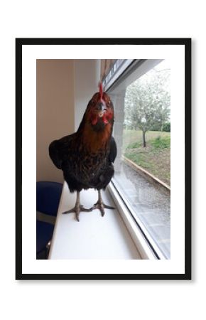 Chicken on windowsill of veterinary consulting room.