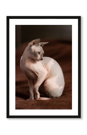 Portrait of sphinx cat on brown background