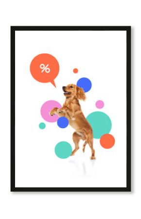 Contemporary art collage. Cheerful golden dog standing on hind legs surrounded by pastel circles and percentage speech bubble. Concept of pets care, veterinary, domestic animals, grooming services.