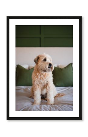 Cute fluffy dog sitting on bed at home on neutral bedding.