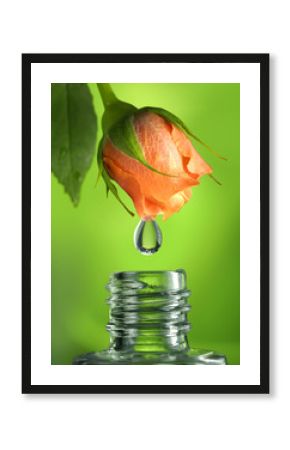 Drop oil, perfume rose, fall in glass bottle with beautiful orange rose flower on a green background close-up macro. The idea for the cosmetic ethereal oils, delicate colorful artistic image.