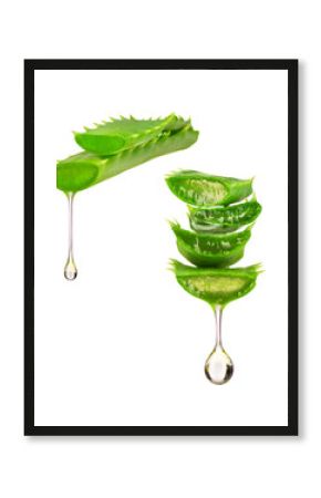 Essence from aloe vera plant drips from the leaves on white back