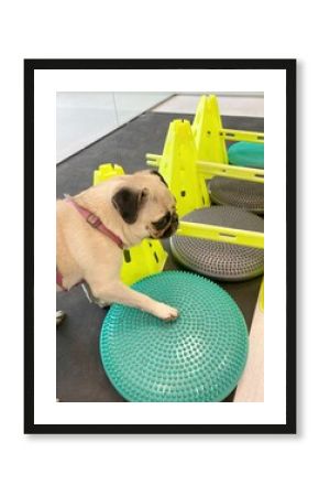 Small dog of pug breed in her physiotherapy session. Physiotherapy for dogs. Exercises for dogs. Dog portrait