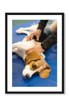 pet physical therapist make massage for beagle dogs. Physiotherapy in veterinary clinic