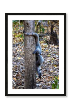 Oso hormiguero norteño (Tamandua mexicana)  En rehabilitación 