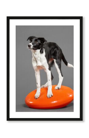 a border collie puppy dog standing on an orange inflatable fitness disc on a grey background in the studio