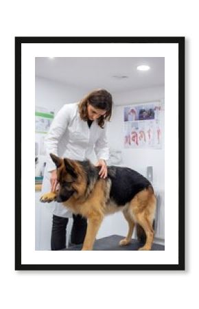 Female Veterinary Physiotherapist Examining German Shepherd's Joint