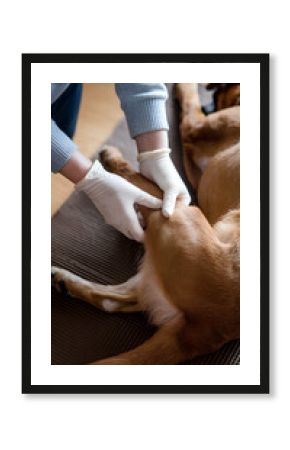 arthritis in dogs, a vet examines the leg of the dog to see for potential injury 