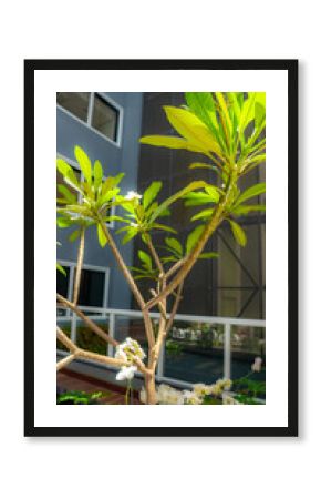 Plantas Vasos Decoração Decorativas Floricultura Paisagismo Móveis Escritório Interiores Consultório Móveis Planejados Arquitetura Design Interiores Funcional Atendimento Comercial Técnico