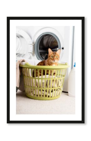 The cat is a little helper in the laundry next to the washing machine and dirty clothes.