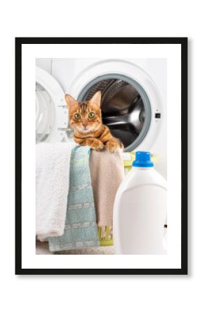 Cat in the washing machine, laundry basket and laundry detergent. Vertical shot.