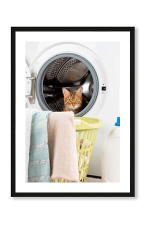 Cat in the washing machine, laundry basket and laundry detergent.