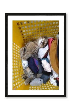 A sleepy tabby cat comfortably resting amidst a pile of laundry in a vibrant yellow basket