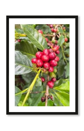 Granos de café maduros y verdes con hojas naturales