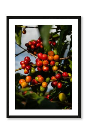 Planta com excelentes grãos de café em desenvolvimento 