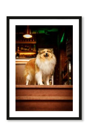 Happy shetland sheepdog in dog-friendly bar.
