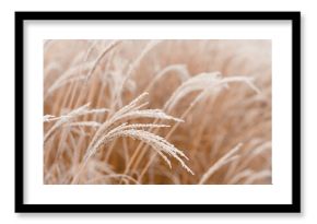 Abstract natural background of soft plants Cortaderia selloana. Frosted pampas grass on a blurry bokeh, Dry reeds boho style. Patterns on the first ice. Earth watching