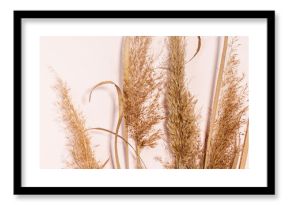 Minimal floral holiday composition. Pampas grass dried flowers on pink background. Banner.