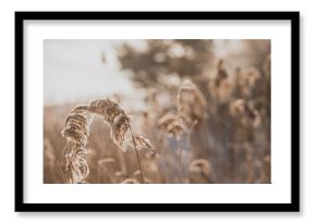 Pampas grass outdoor in light pastel colors. Dry reeds boho style. Abstract natural background
