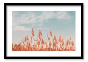 Pampas grass in blue sky with clouds. Abstract natural minimal background of Cortaderia selloana fluffy plants moving in the wind.