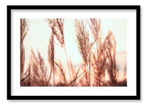 Soft golden pampas grass at the sunset. Sunny day. Beautiful garden. Abstract blurred background in the spring