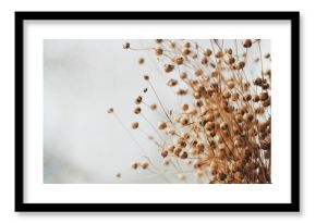 Bunch of dried flax close-up view. Sadness, autumn melancholy, depression concept.