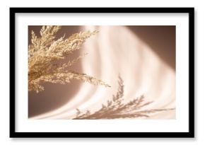 Abstract background with dried pampas grass and shadows on beige wall. Floral silhouette on beige background