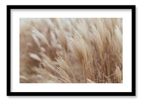 Abstract natural background of soft plants Cortaderia selloana. Pampas grass on a blurry bokeh, Dry reeds boho style. Fluffy stems of tall grass in winter