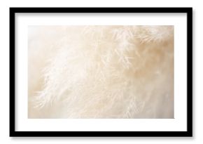 Abstract nature background - close-up of reed grass, soft focus.