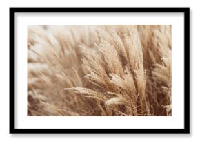 Abstract natural background of soft plants Cortaderia selloana. Pampas grass on a blurry bokeh, Dry reeds boho style. Fluffy stems of tall grass in winter