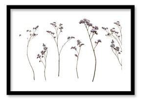 Set with wild dried meadow flowers on a transparent background.